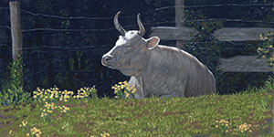 Cow basking