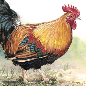 Fred’s Rooster