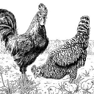 Rooster, Chicken and Chicks – Chicken Family