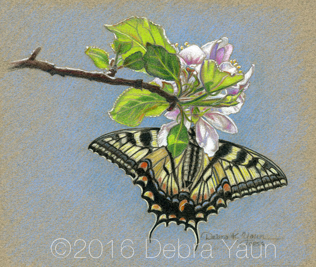 Swallowtail Butterfly on Apple Blossom