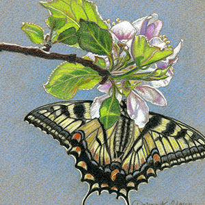 Swallowtail Butterfly on Apple Blossom