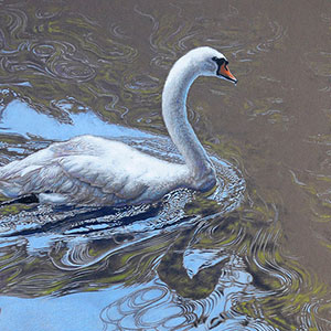 Swan reflections